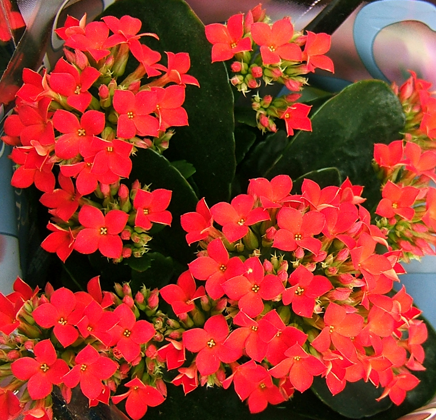 長壽花開花姿態 2