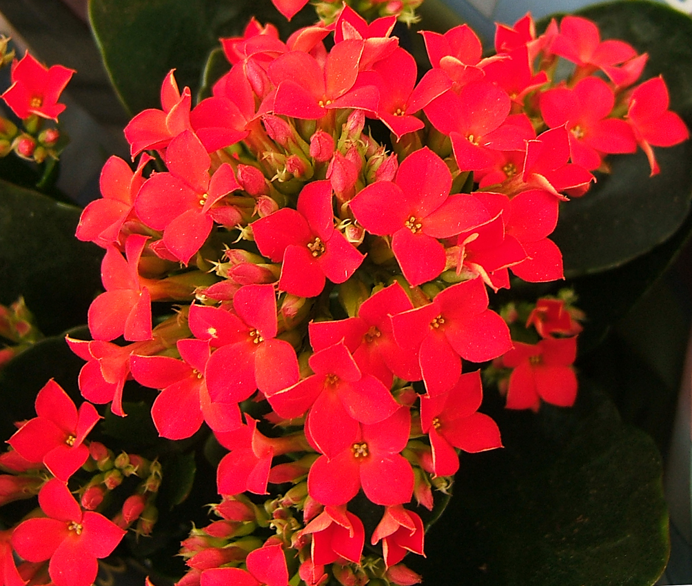長壽花開花姿態 4