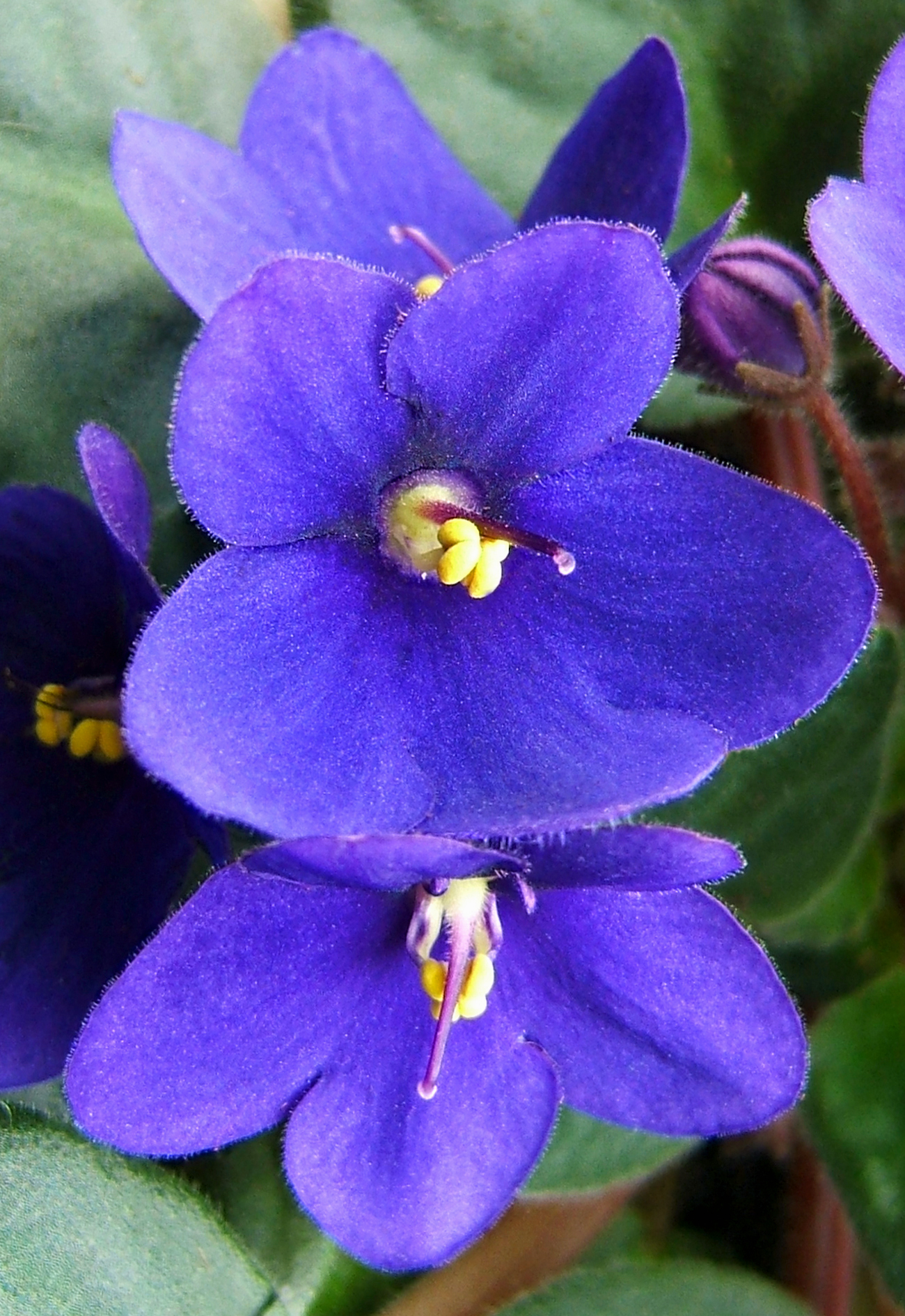 非洲菫花朵與葉片 1