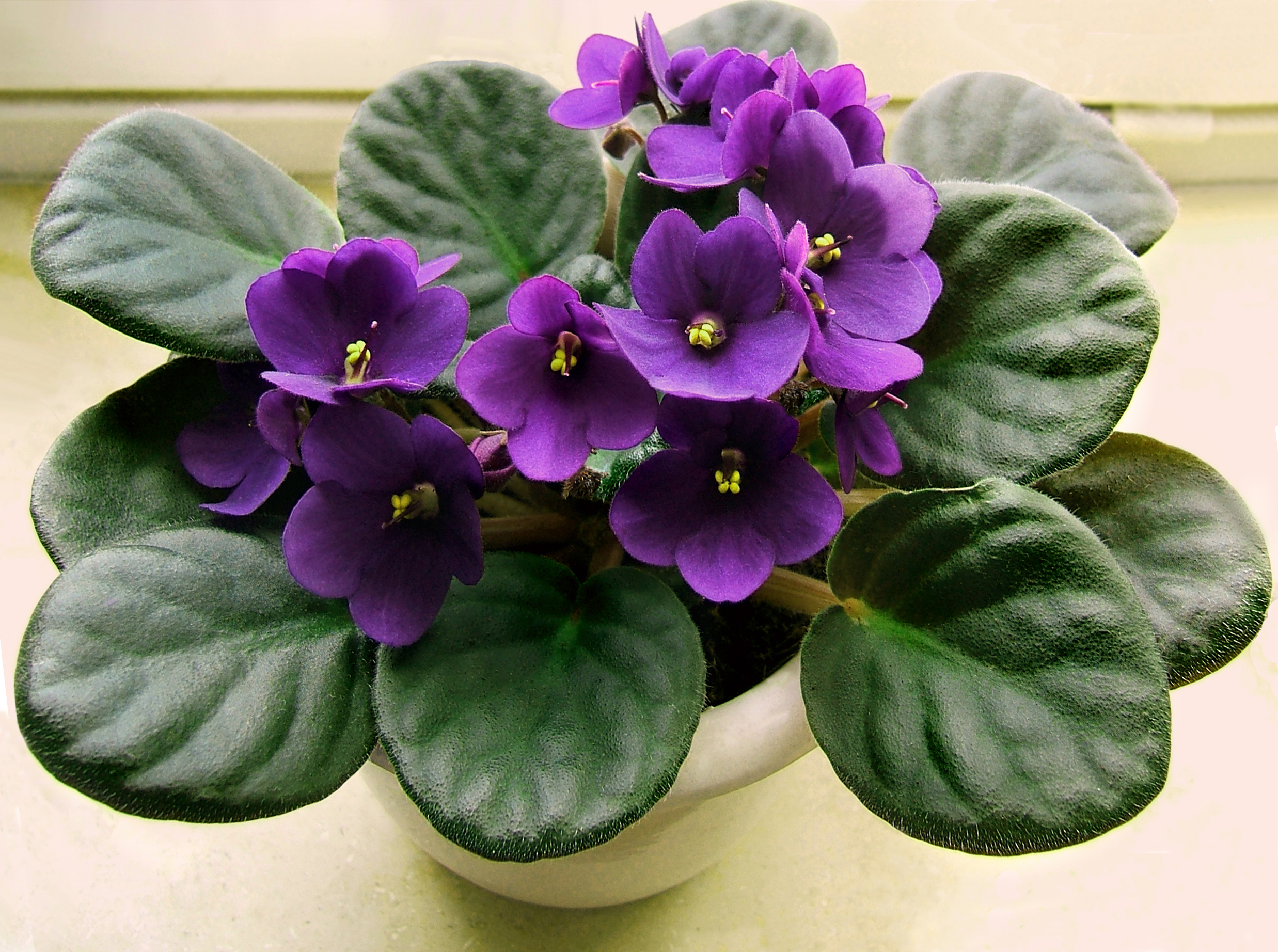 非洲菫花朵與葉片 4