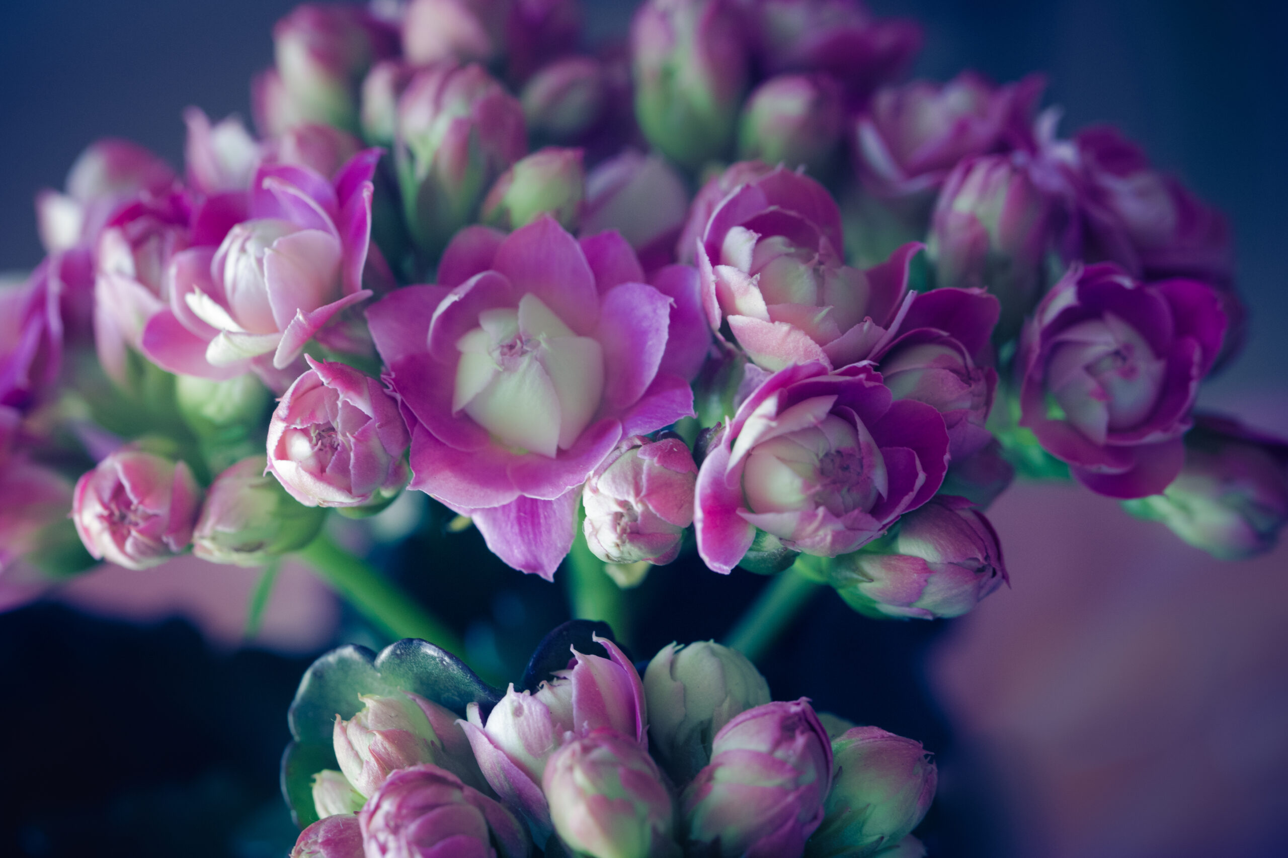長壽花開花姿態 1